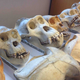Museum samples of Grauer’s gorilla skulls.